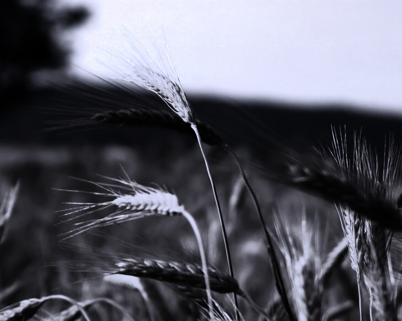 Колоски на ветру обои