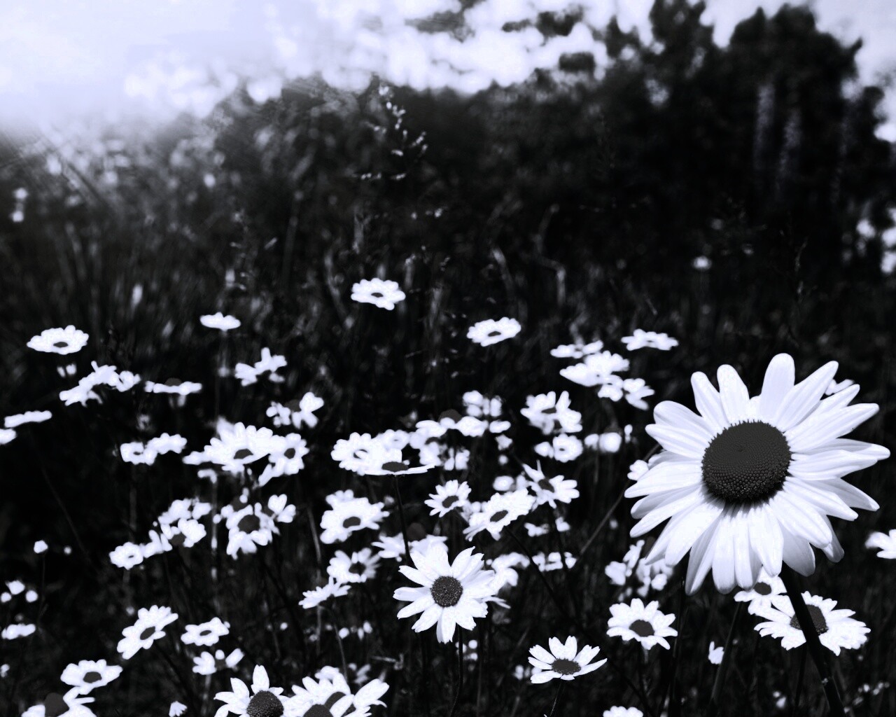 Солнечные ромашки обои