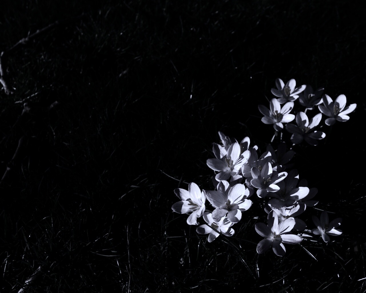 Фиалки на траве обои