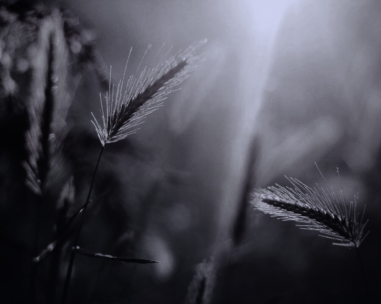 Травинки на солнце обои