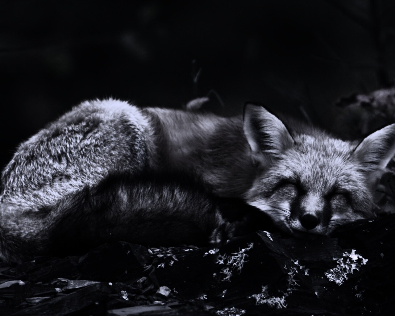 Спящая лиса обои