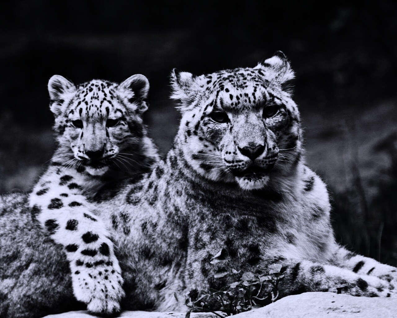 Самка снежного барса с котенком обои