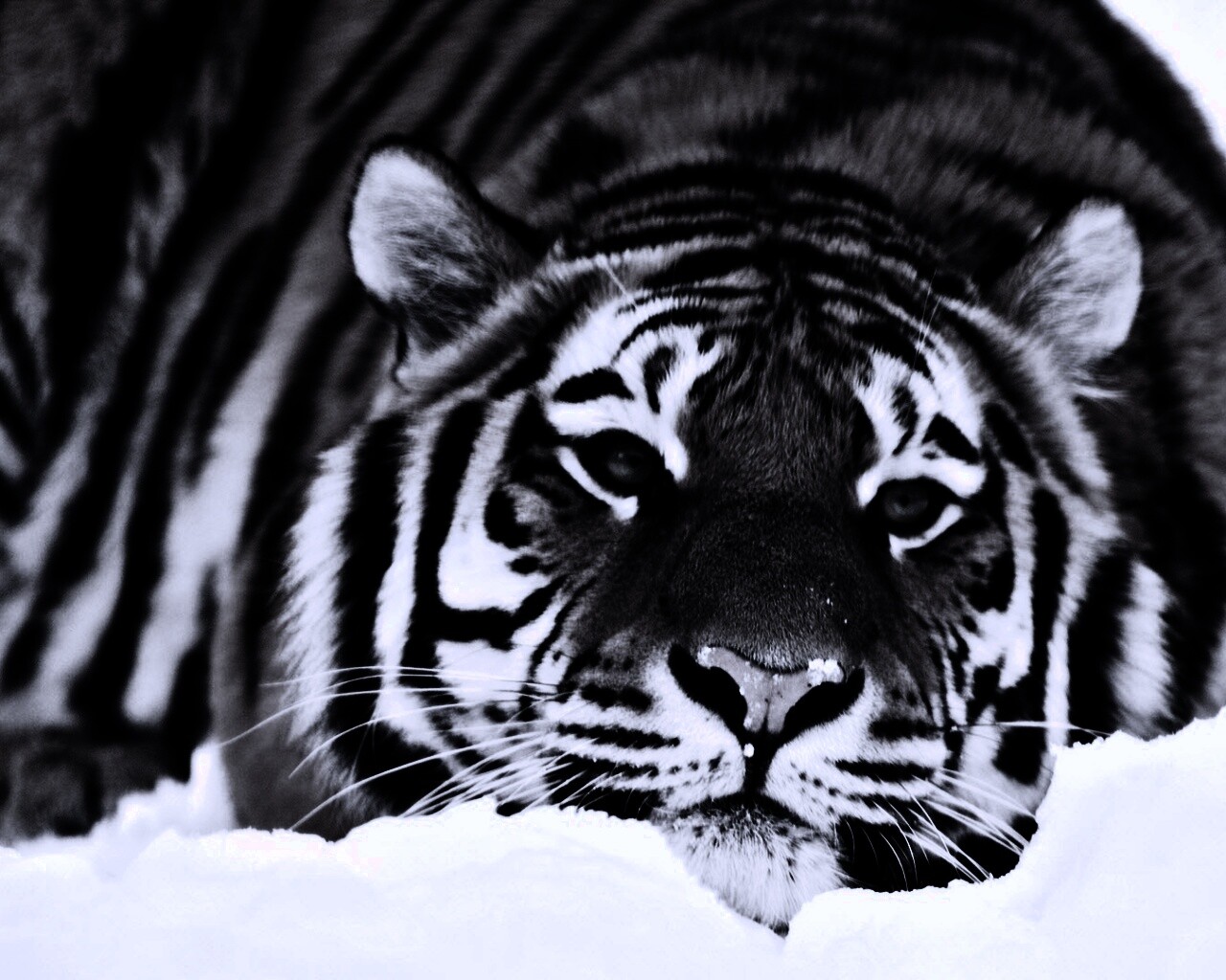 Тигр в снегу обои