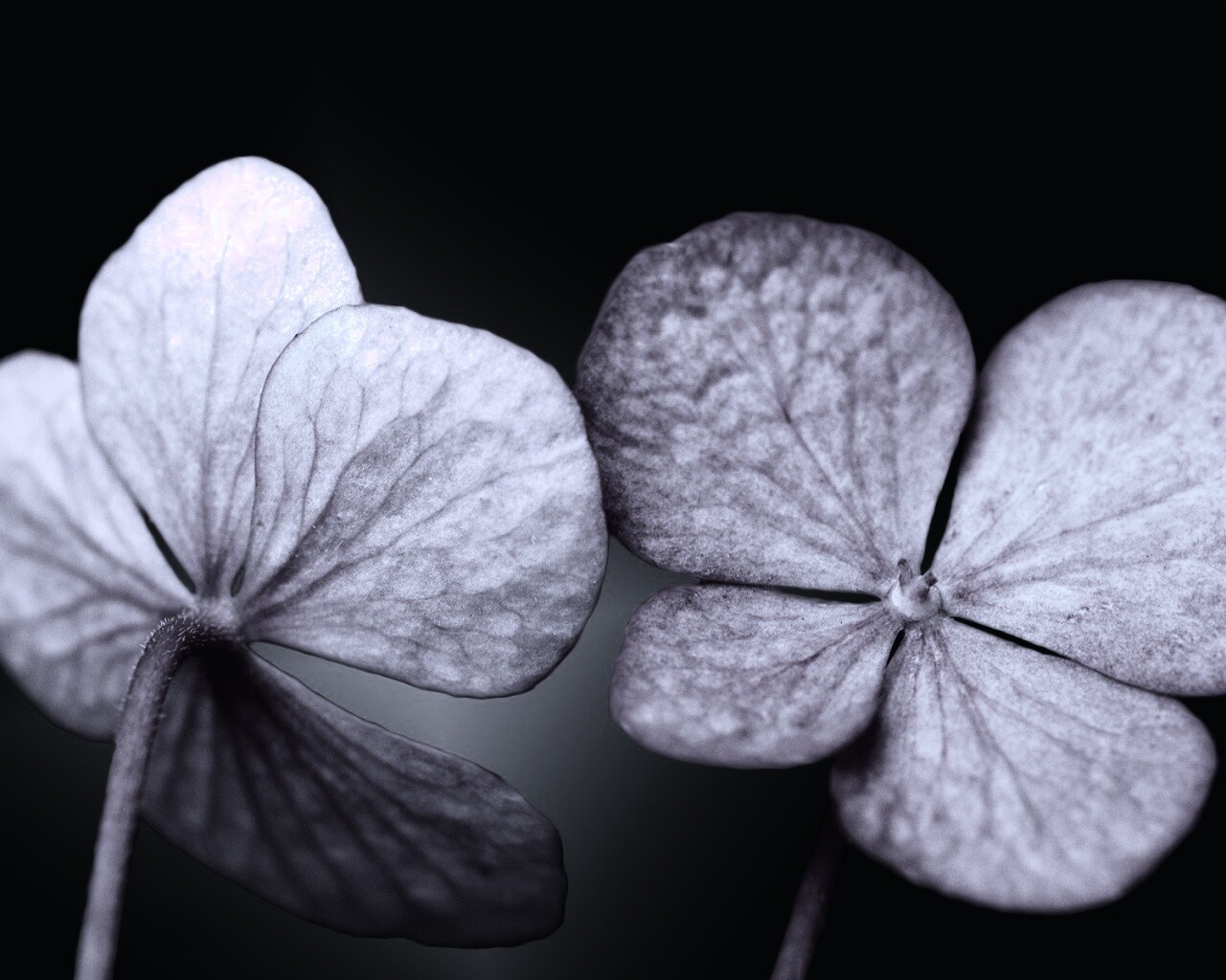 Розовые лепрестки обои