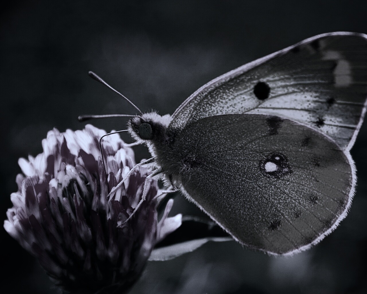 Бабочка на клевере обои