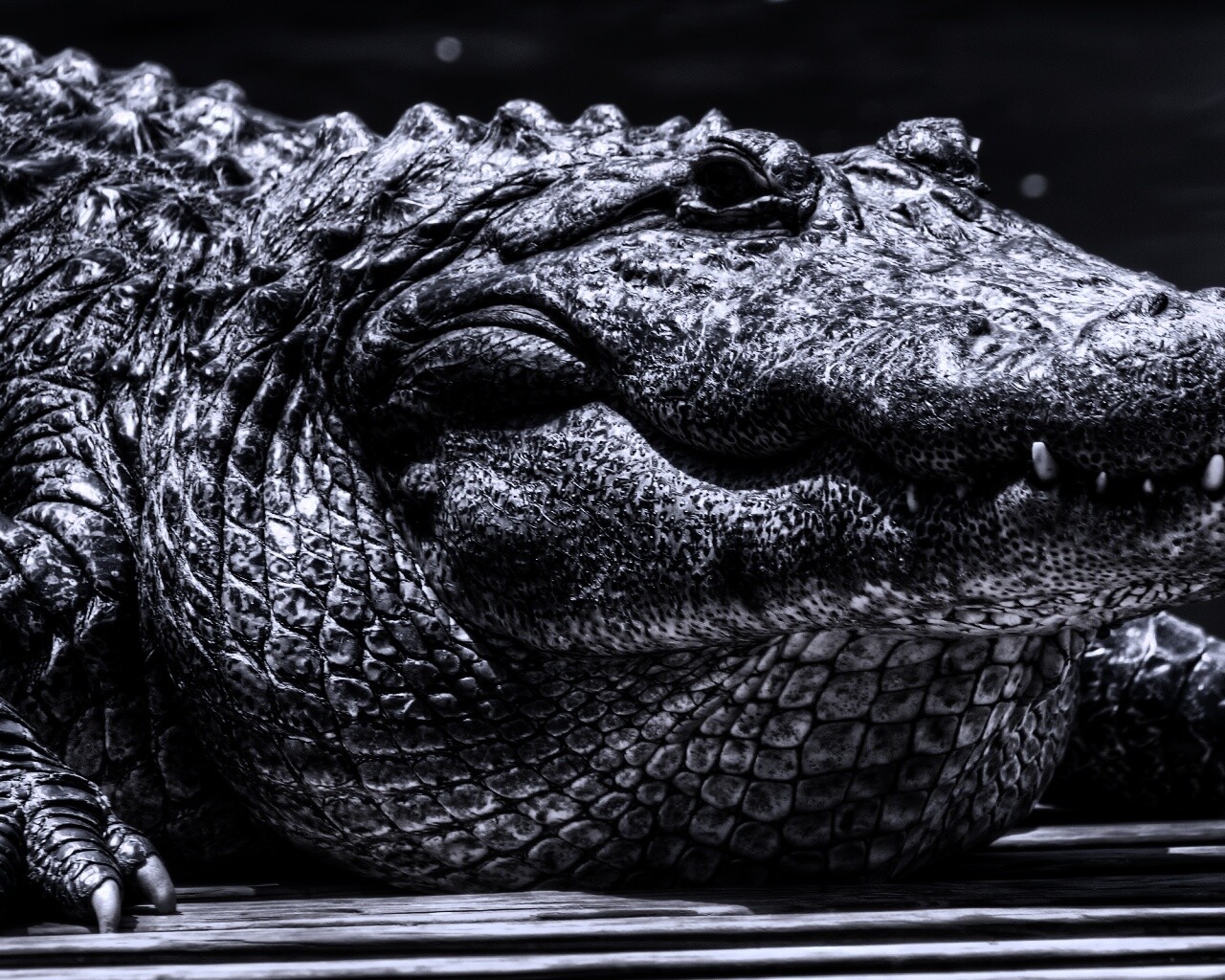 Синий крокодил обои