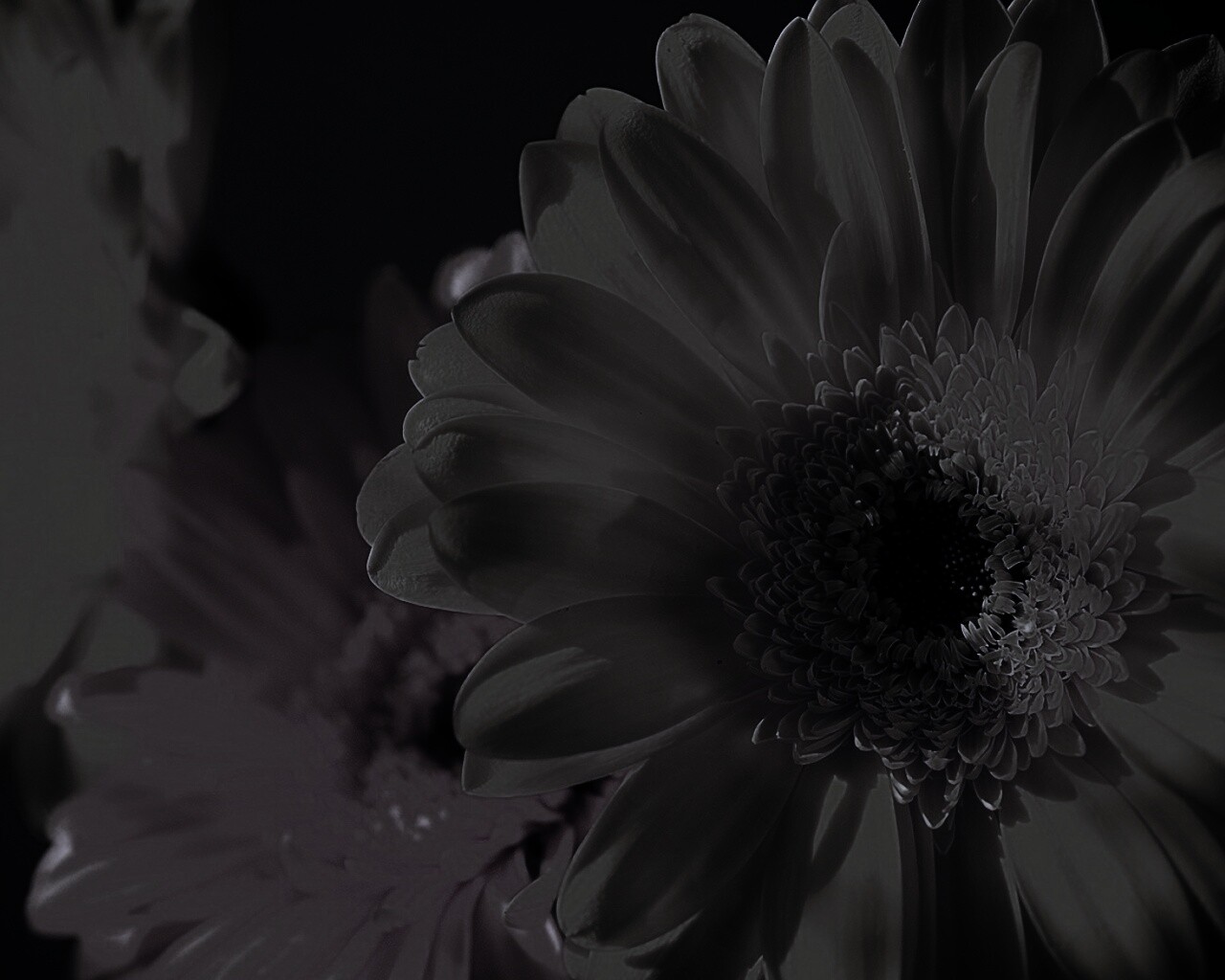 Желтый гербер обои