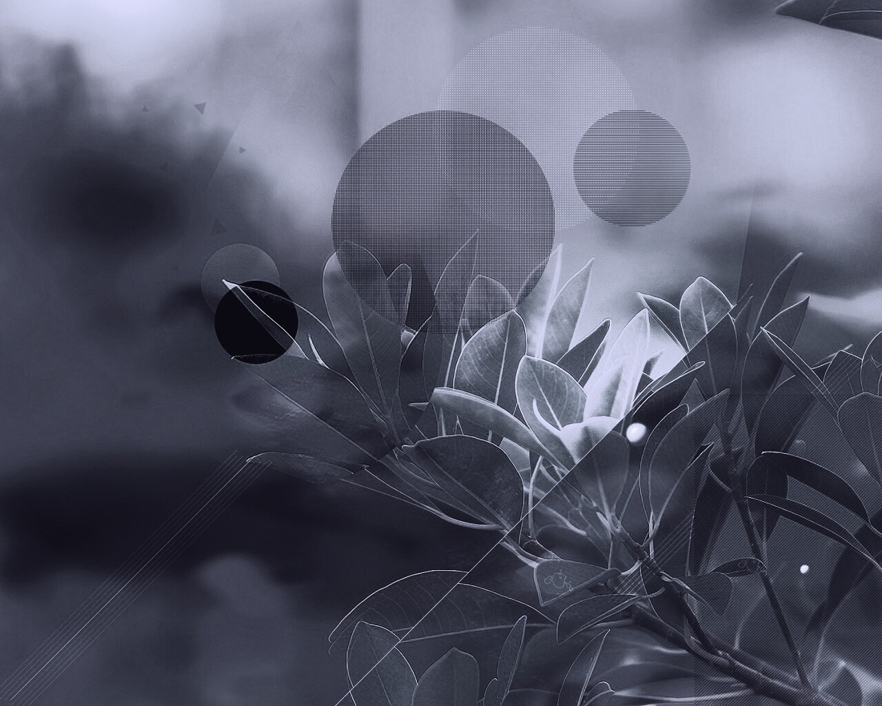 Синий фильтр с кргуами на фото листьев обои