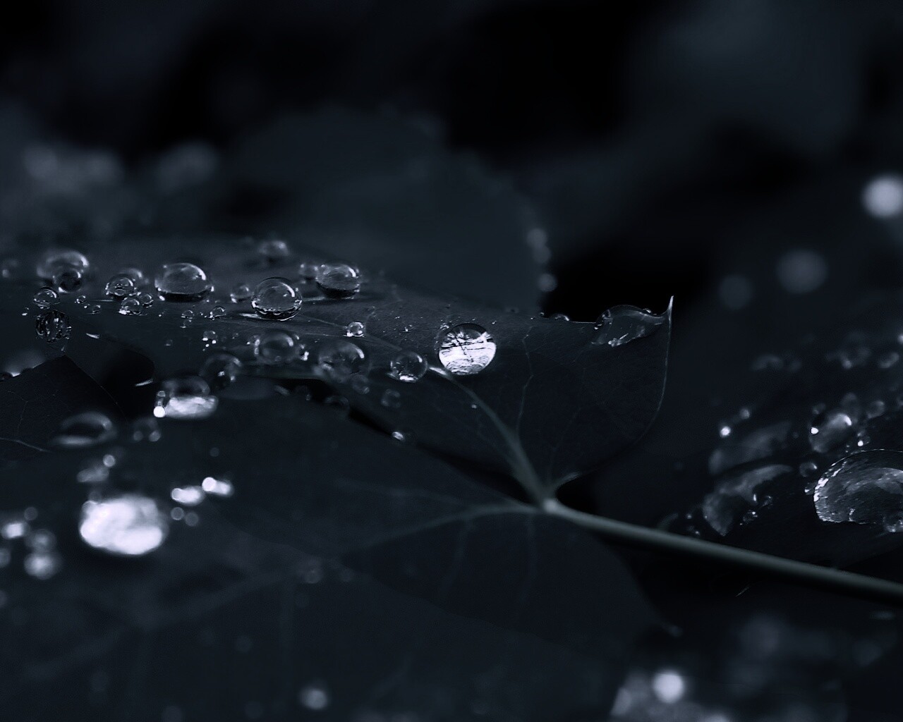 Синеватый лист обои