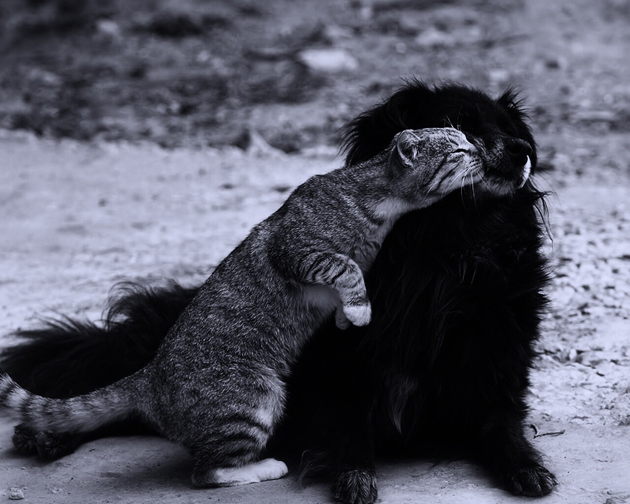 Поцелуй кошки и собаки обои