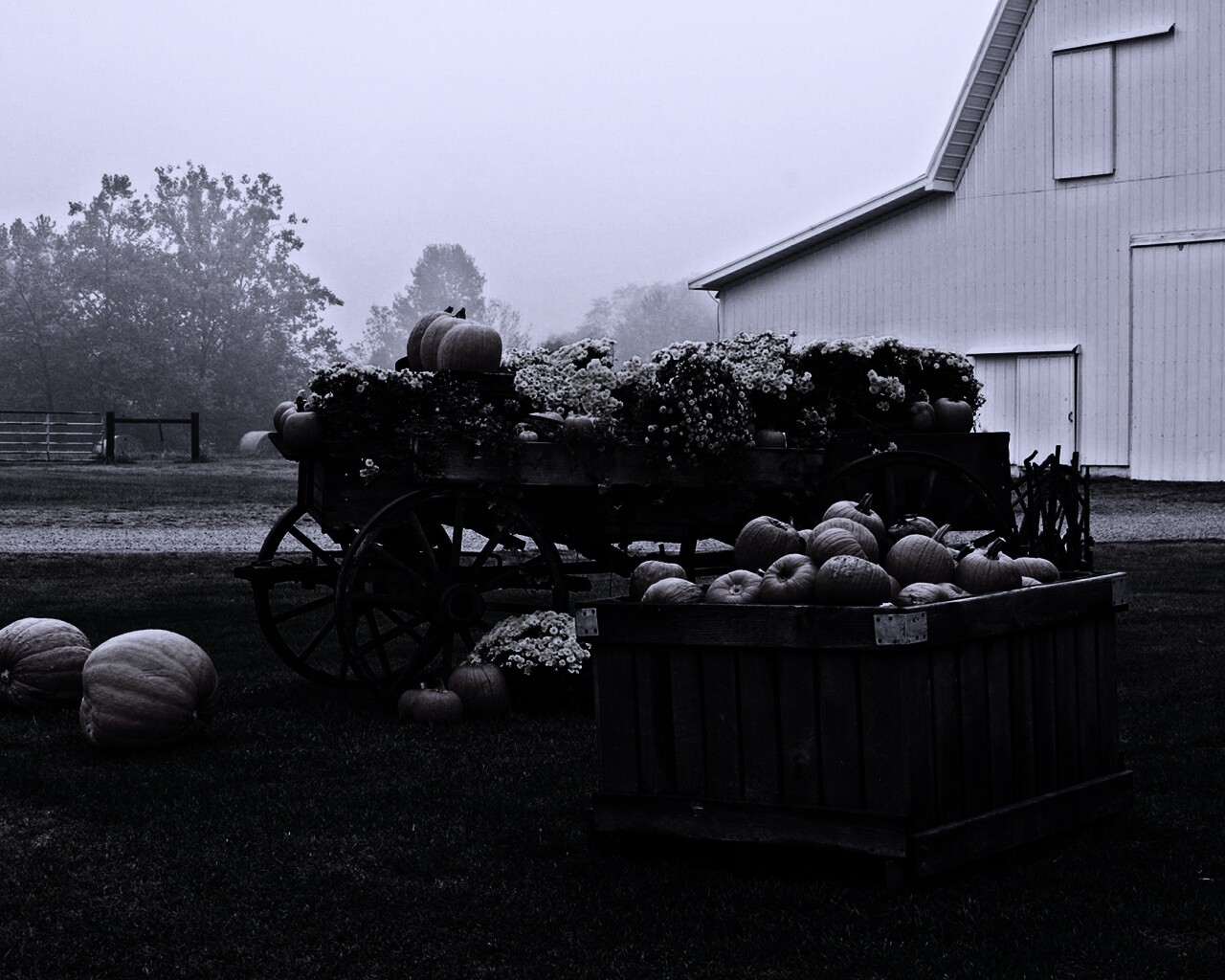 Урожай тыков обои