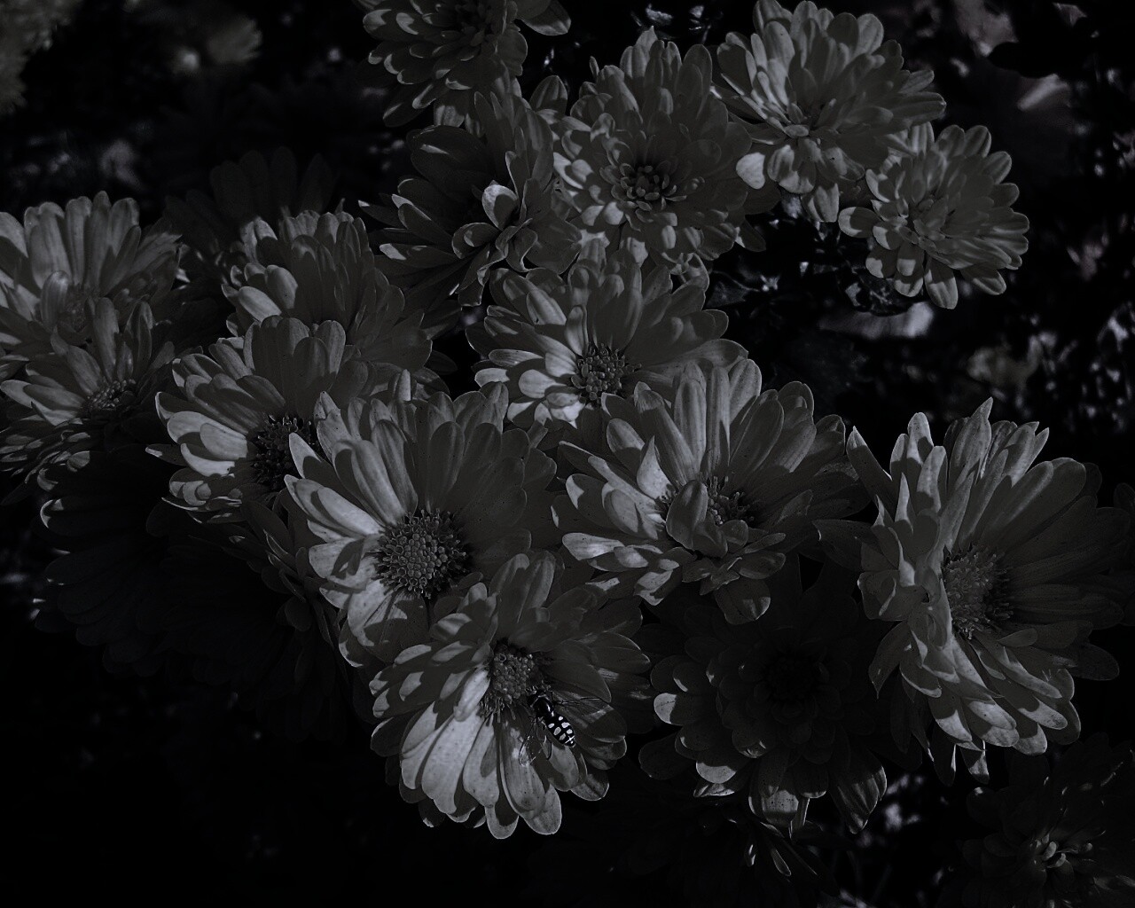 Оса на желтых герберах обои