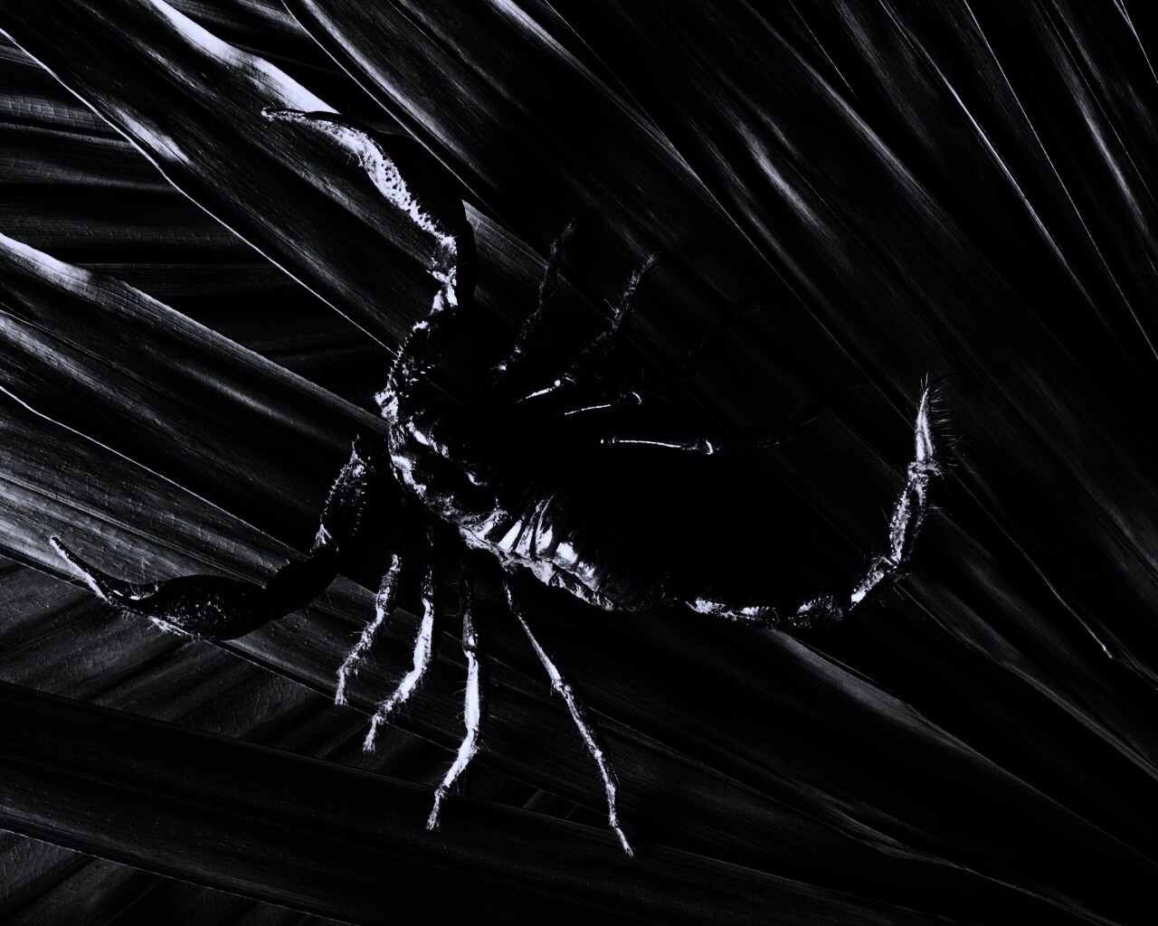 Скорпион на траве обои