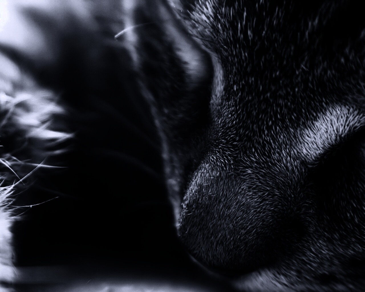 Мордочка кота обои