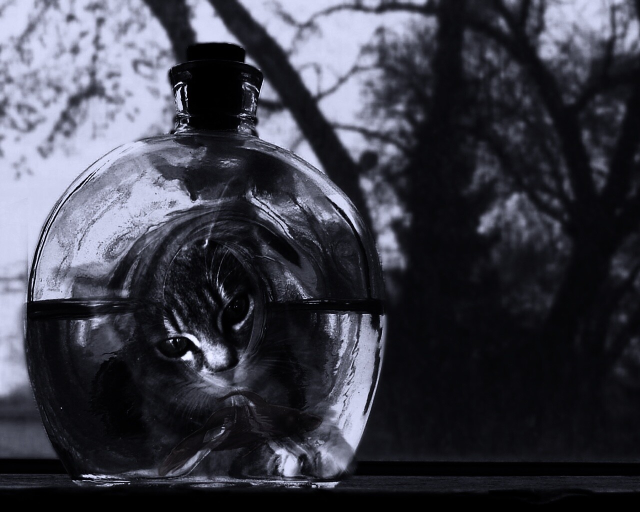 Кот наблюдает за рыбкой в бутылке обои