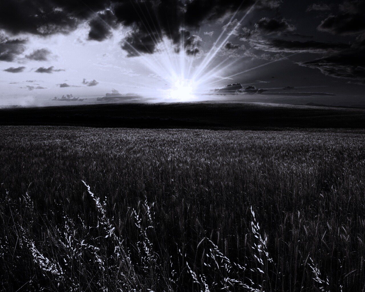 Восход над пшеничным полем обои