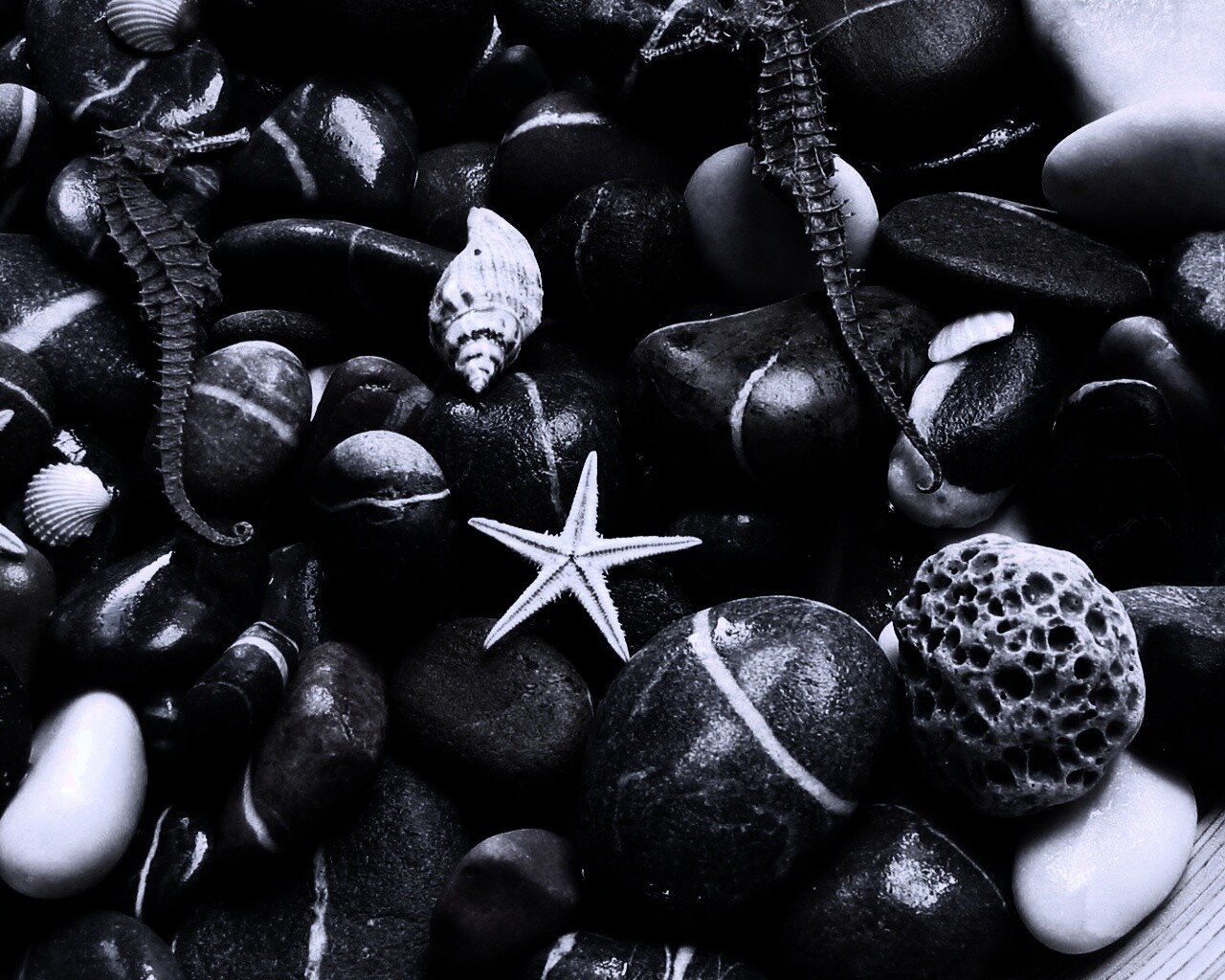 Морские камешки и фауна обои