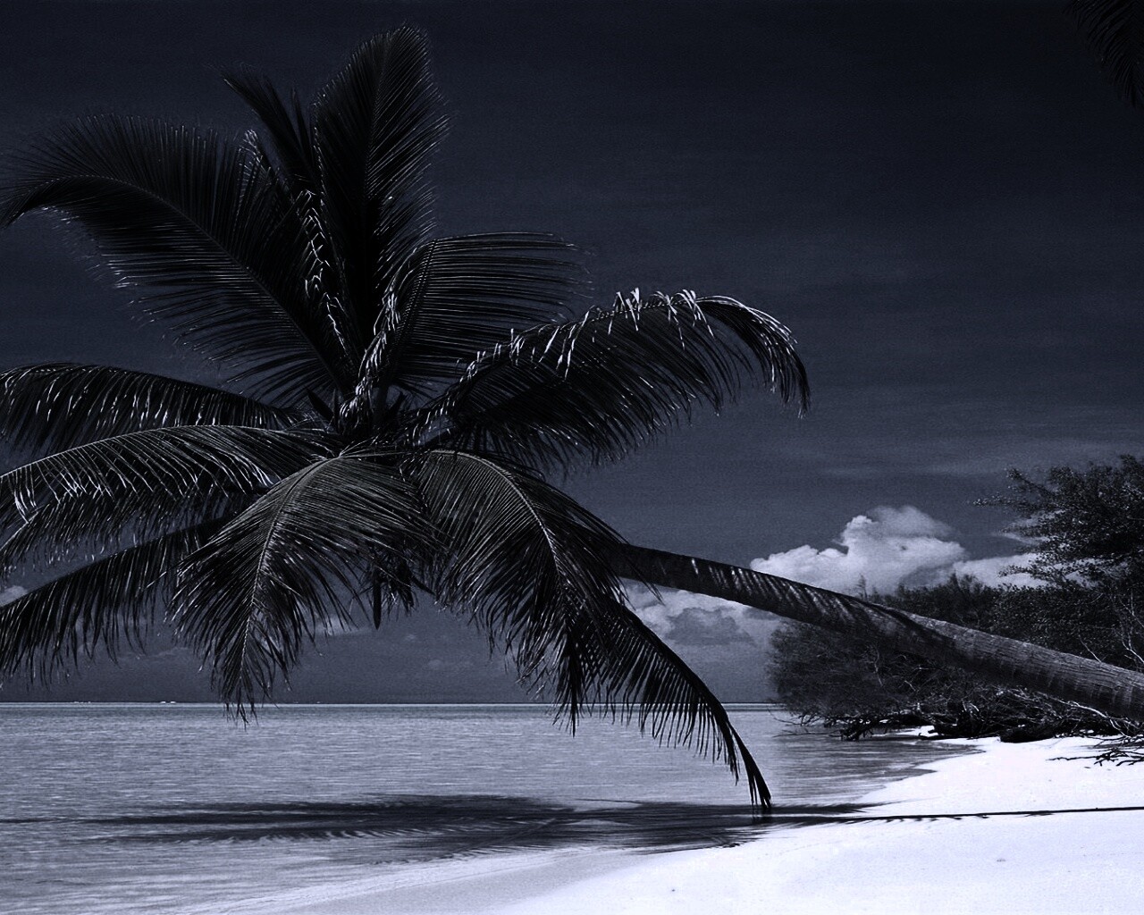 Пальма над водой обои