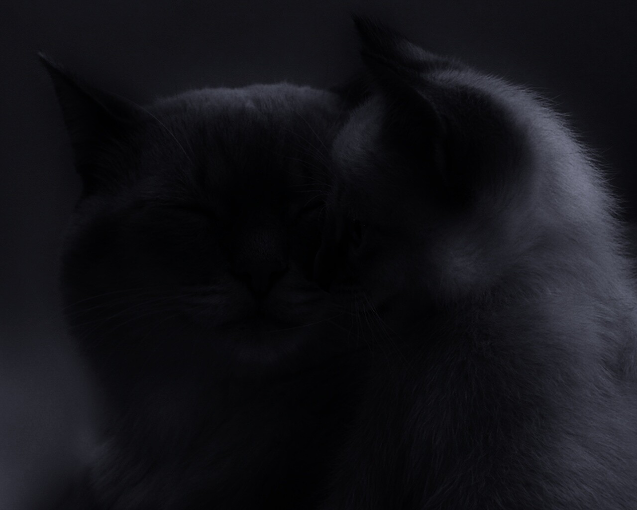 Кошка с котенком обои