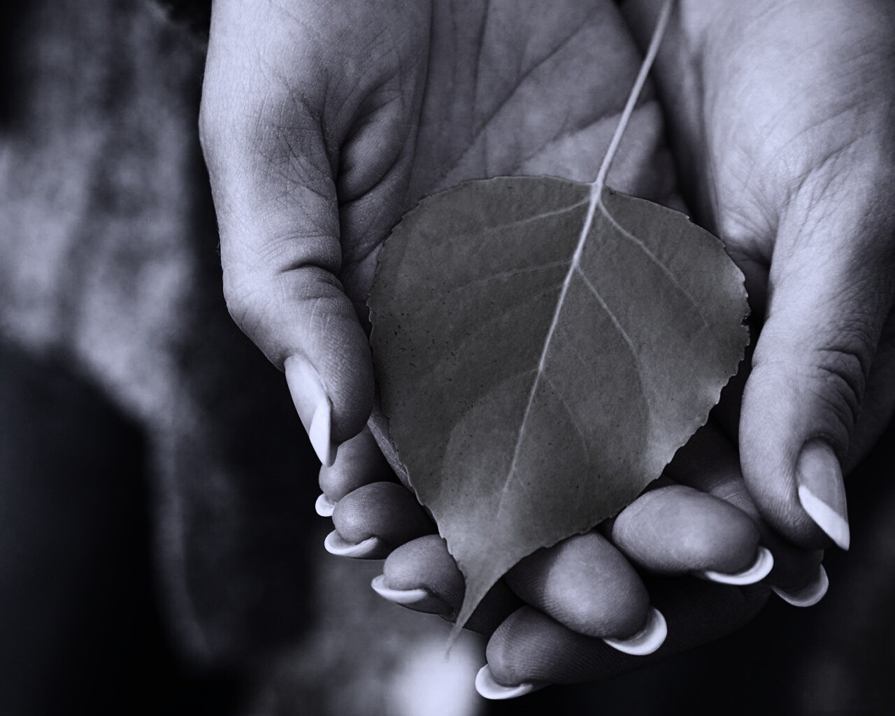 Осенний лист в руках обои