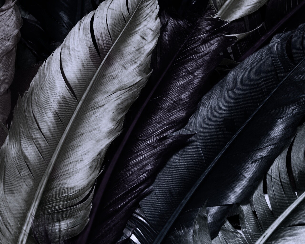 Разноцветные перья обои