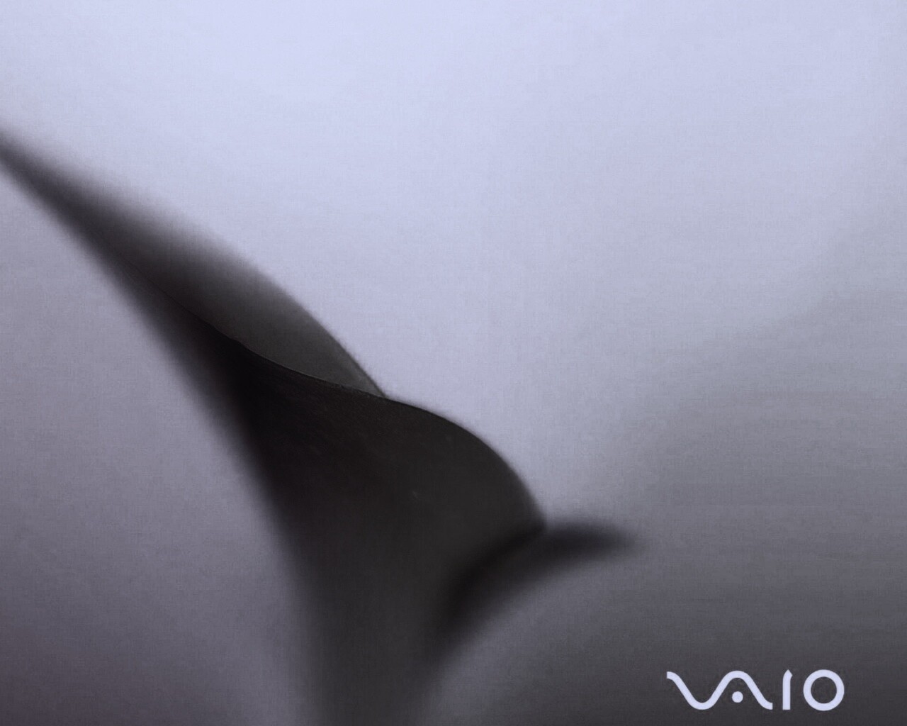 Цветок и логотип Vaio обои