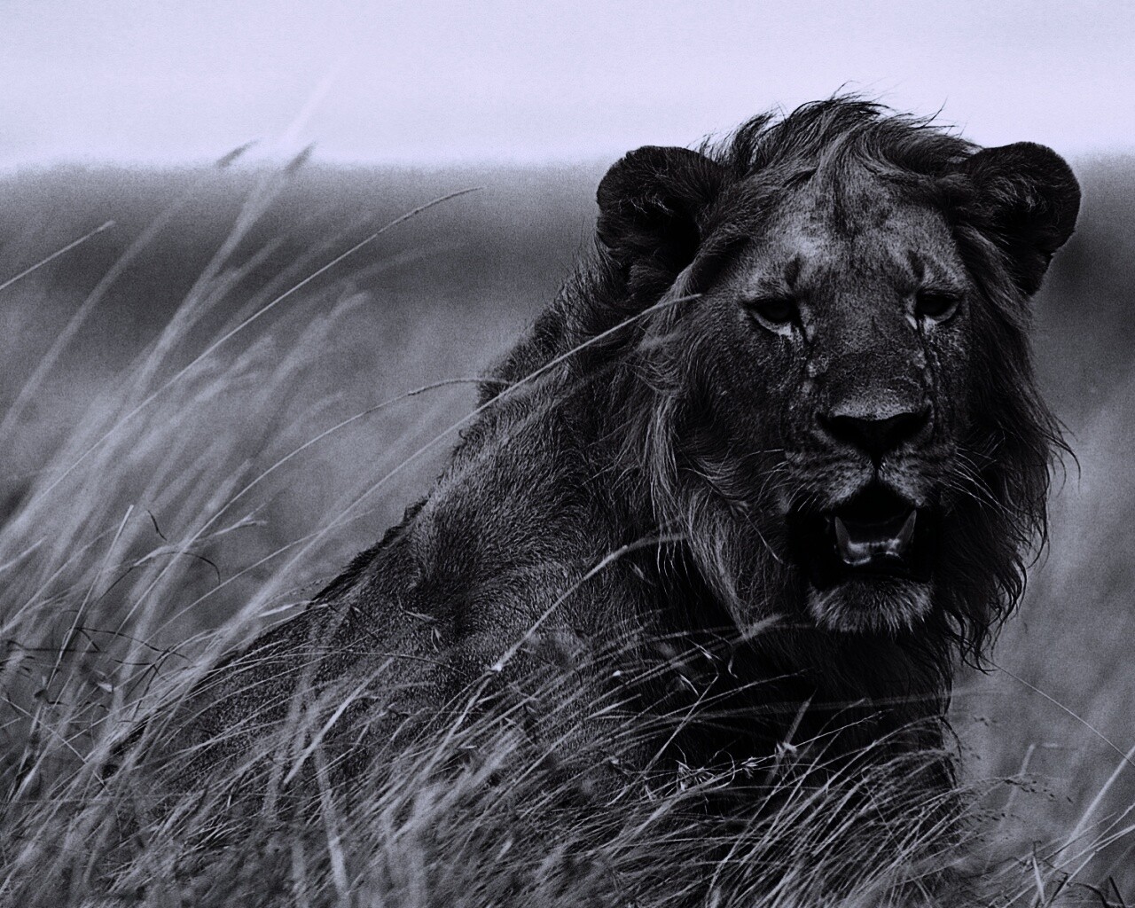 Ярко оранжевый лев обои