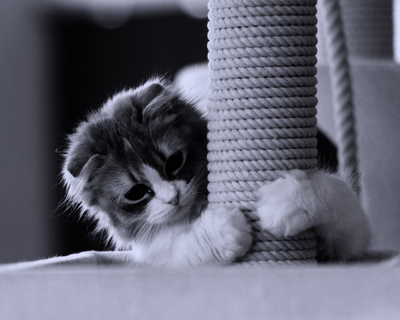 Пушистая кошка с когтеточкой обои