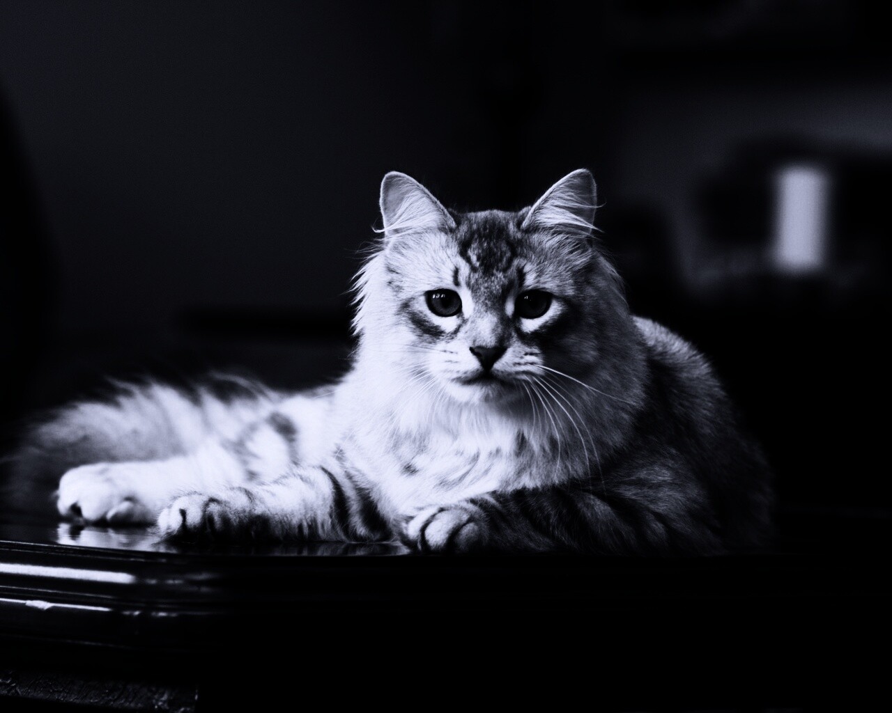 Кот благородных кровей обои