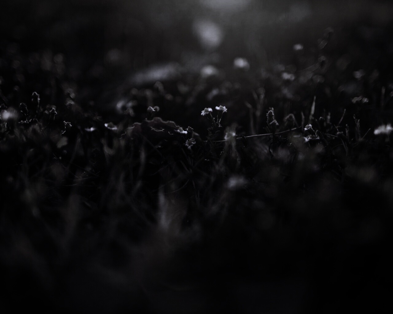 Полевые цветы в закатном солнце обои