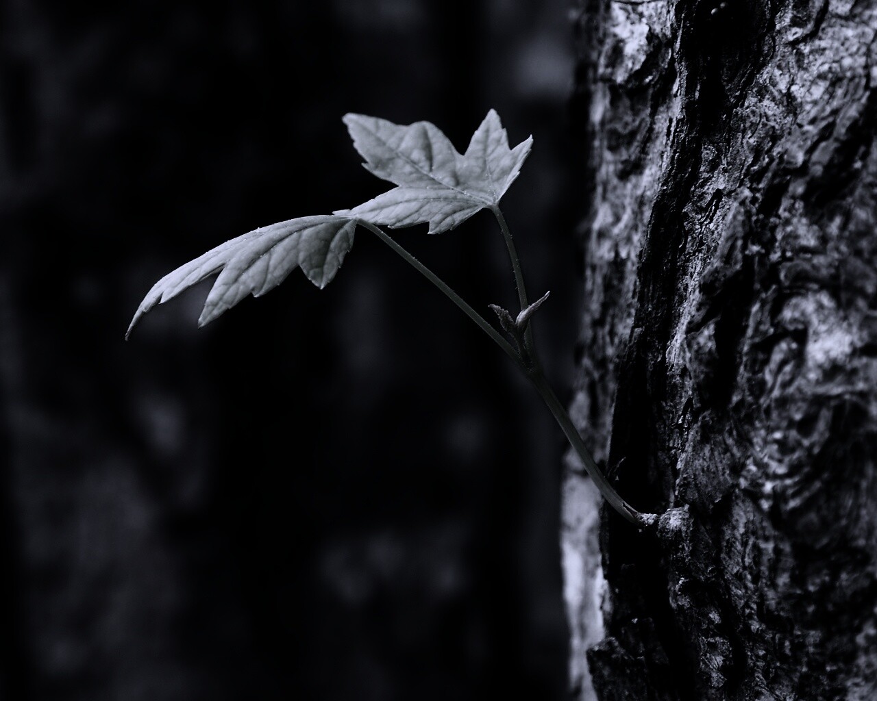 Молодой листик обои