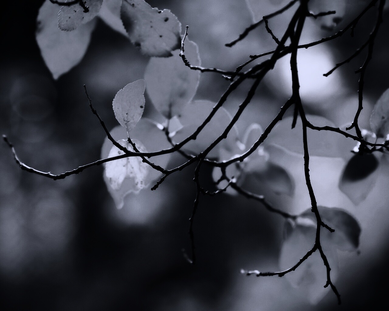 Осенние ветки без листьев обои