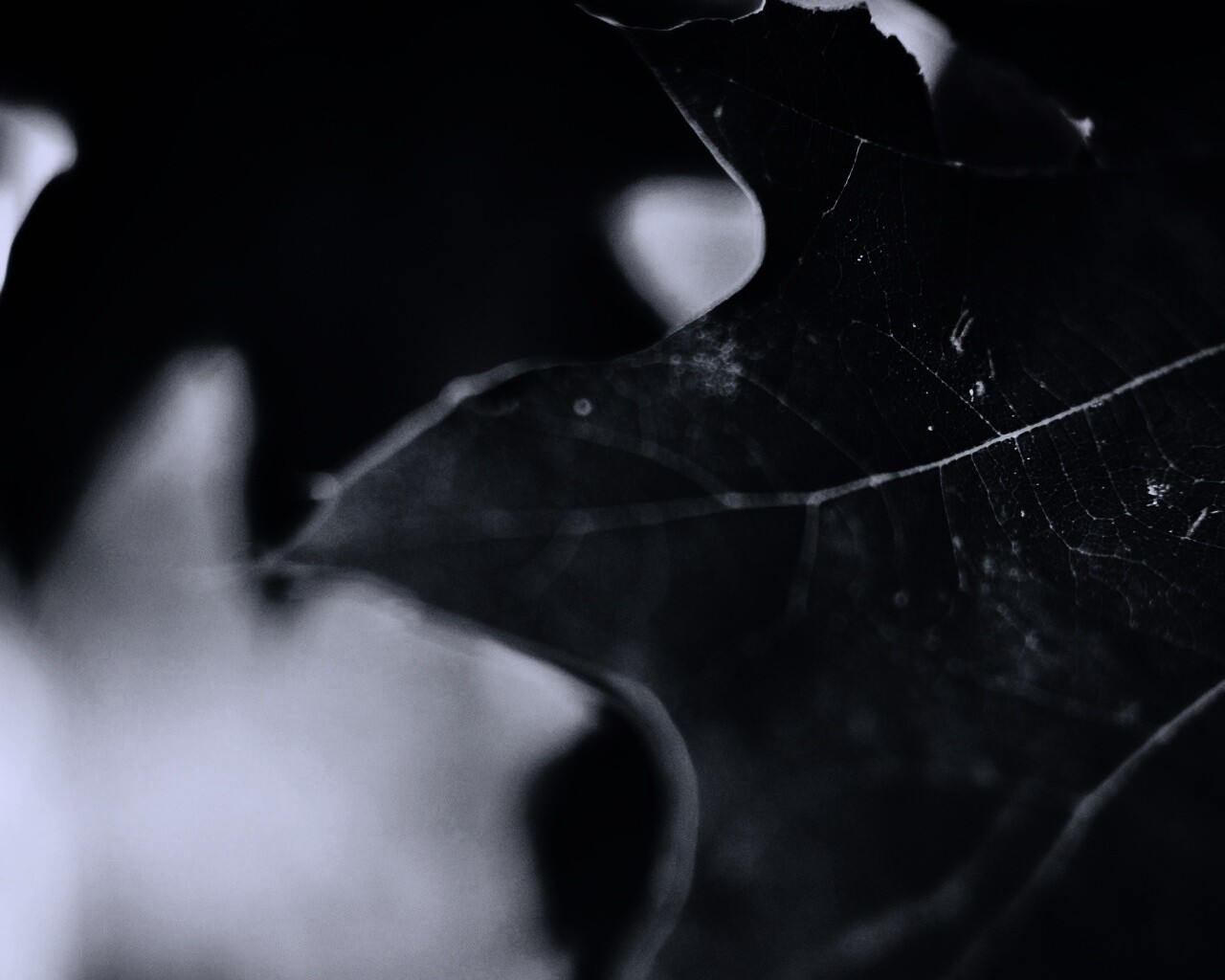 Темно-зеленый лист в макро обои