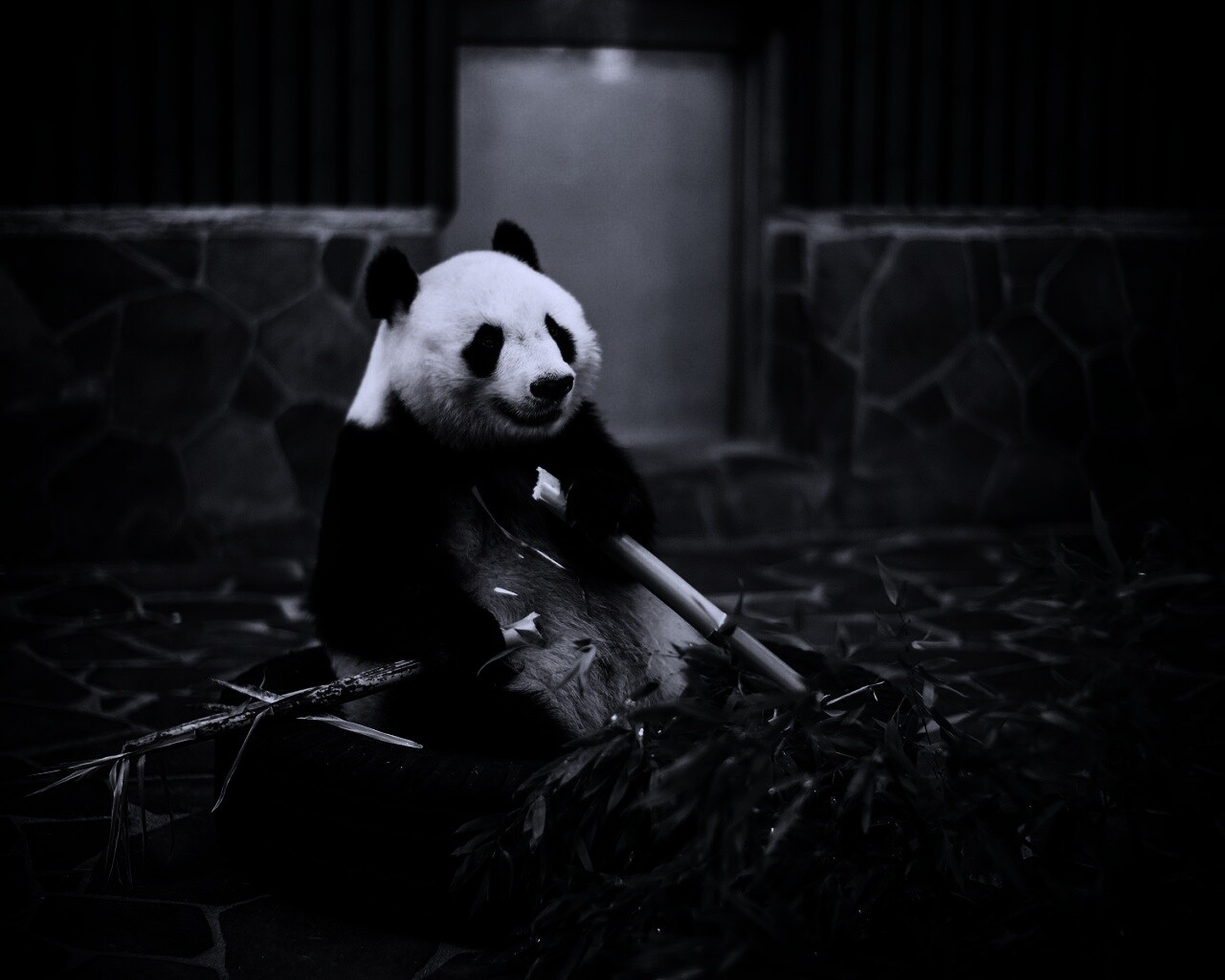 Панда точит бамбук обои