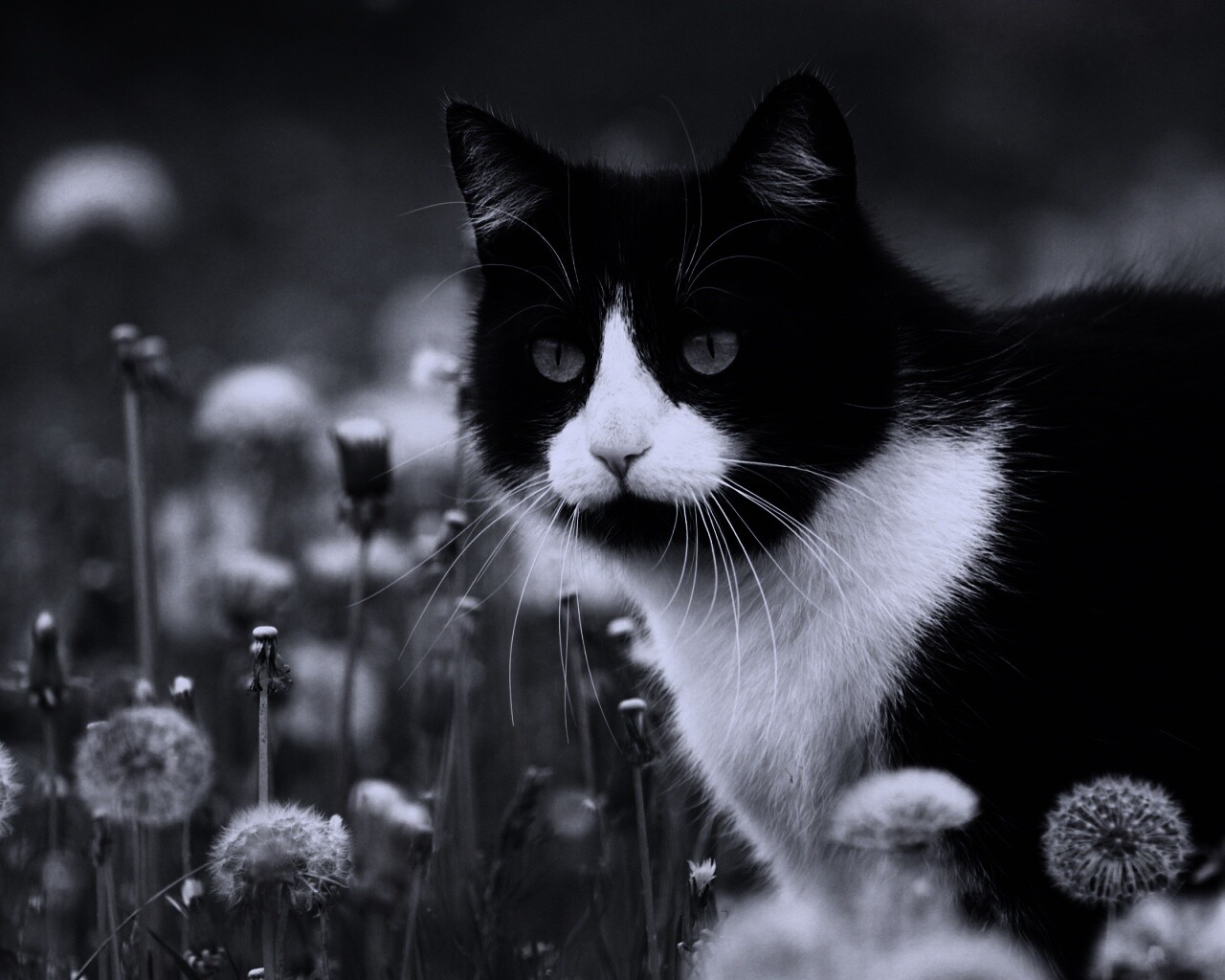 Кот в одуванчиках обои