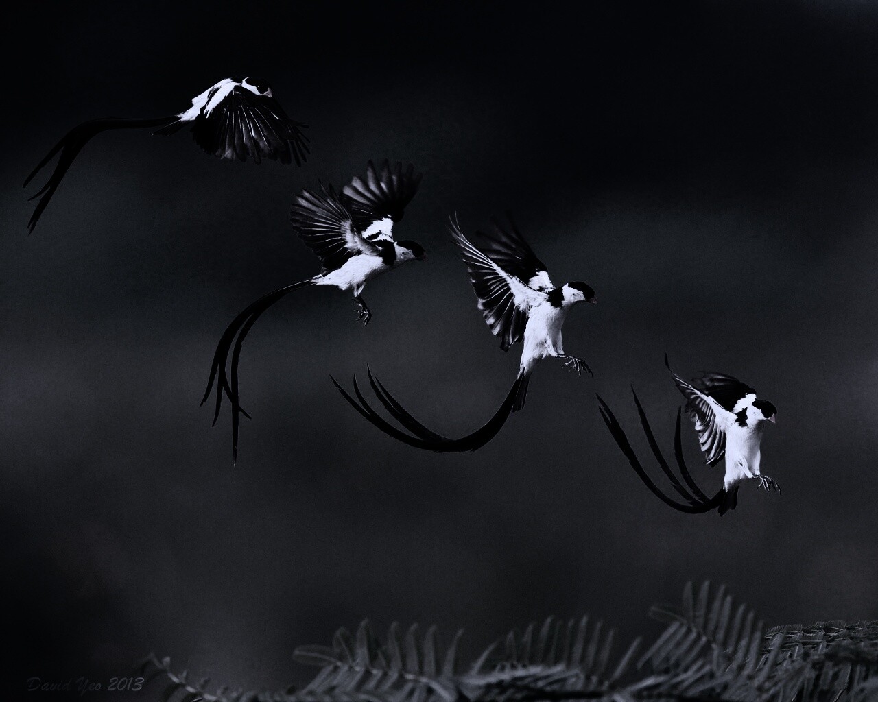 Приземляющаяся птичка обои