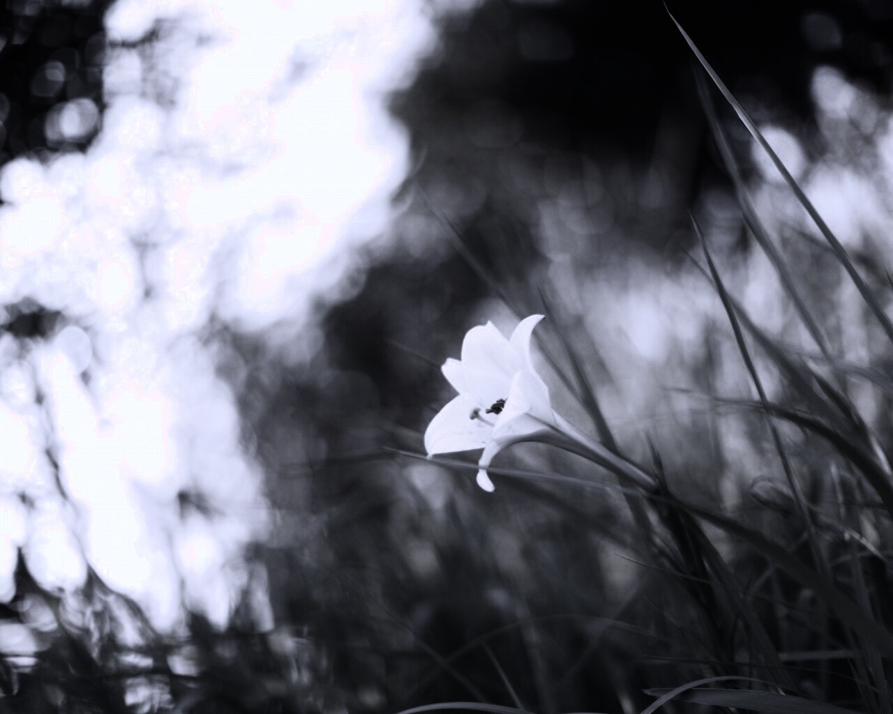 Цветок затерявшийся в траве обои