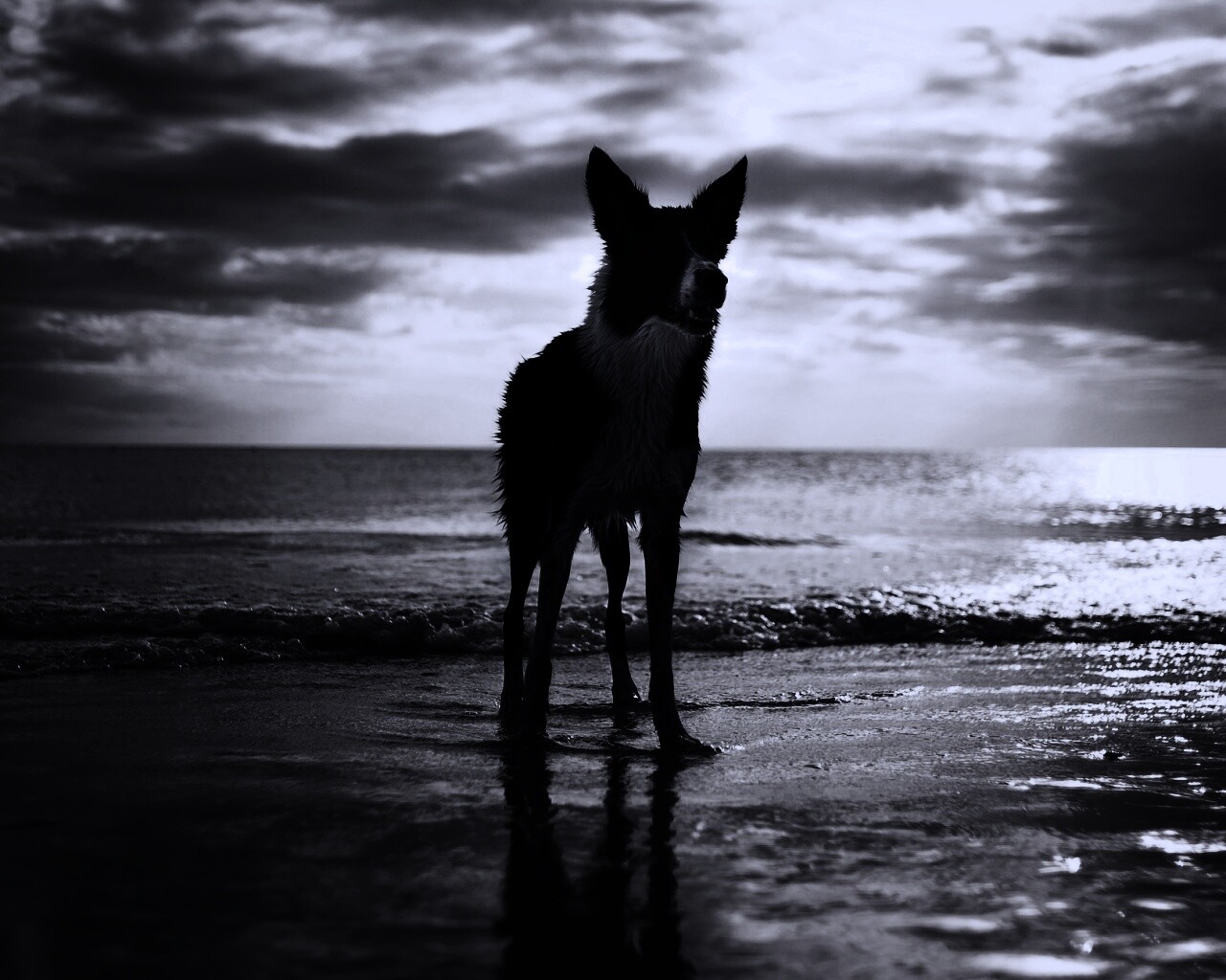 Собачка на пляже обои