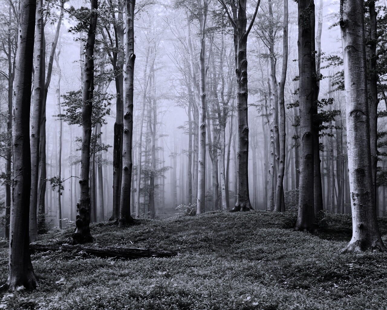 Опушка осинового леса обои