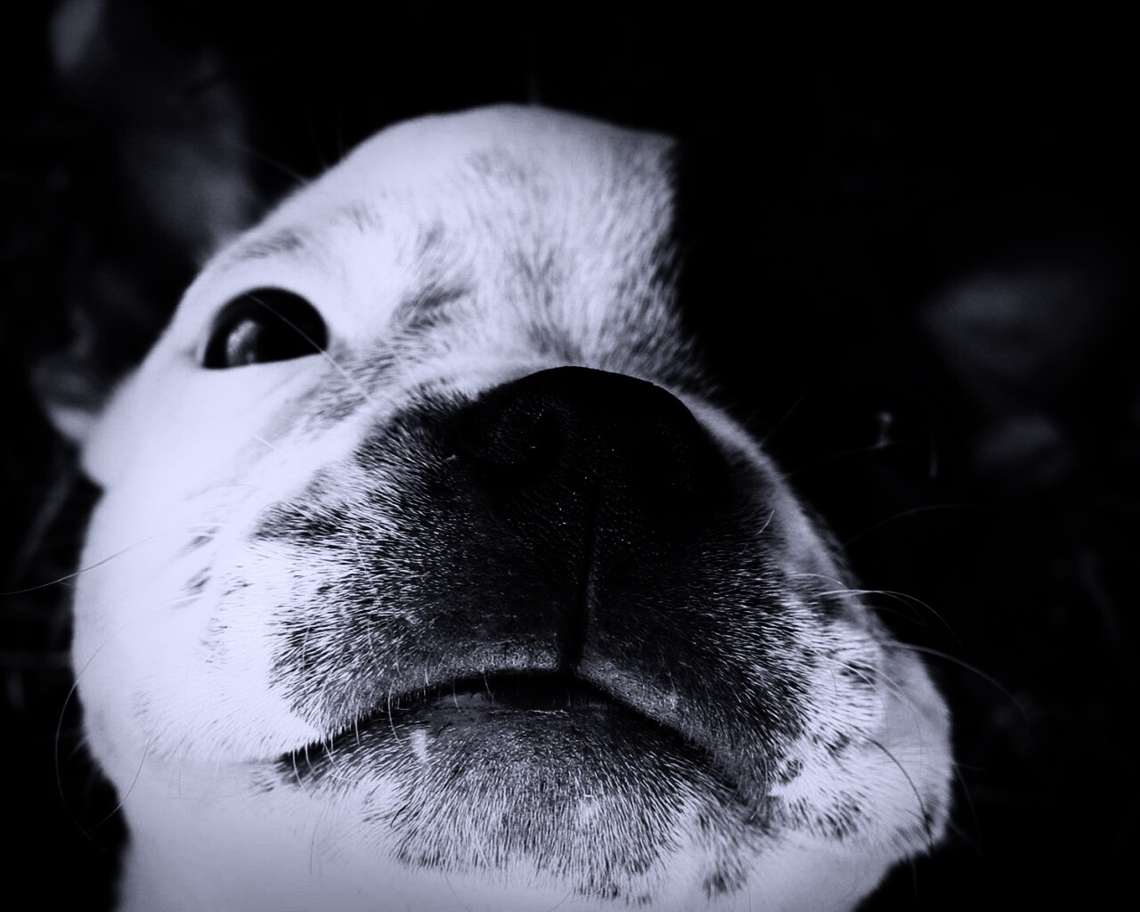 Бостонский терьер обои