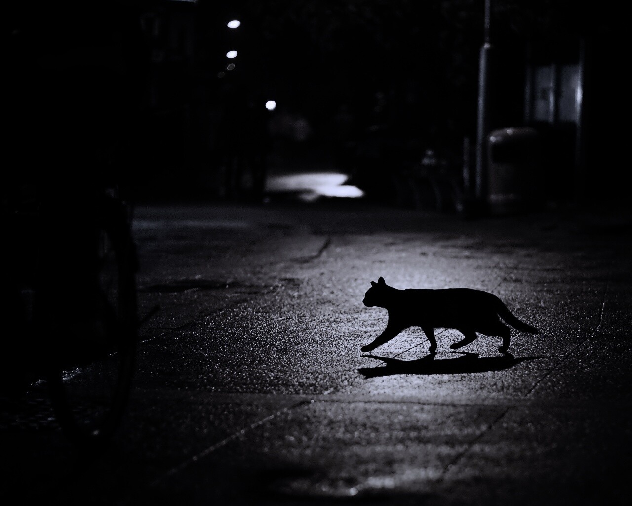 Кошка на ночной улице обои