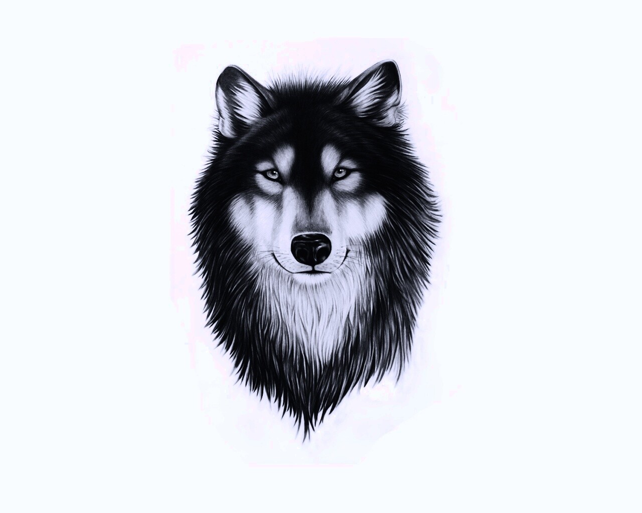 Голова волка обои