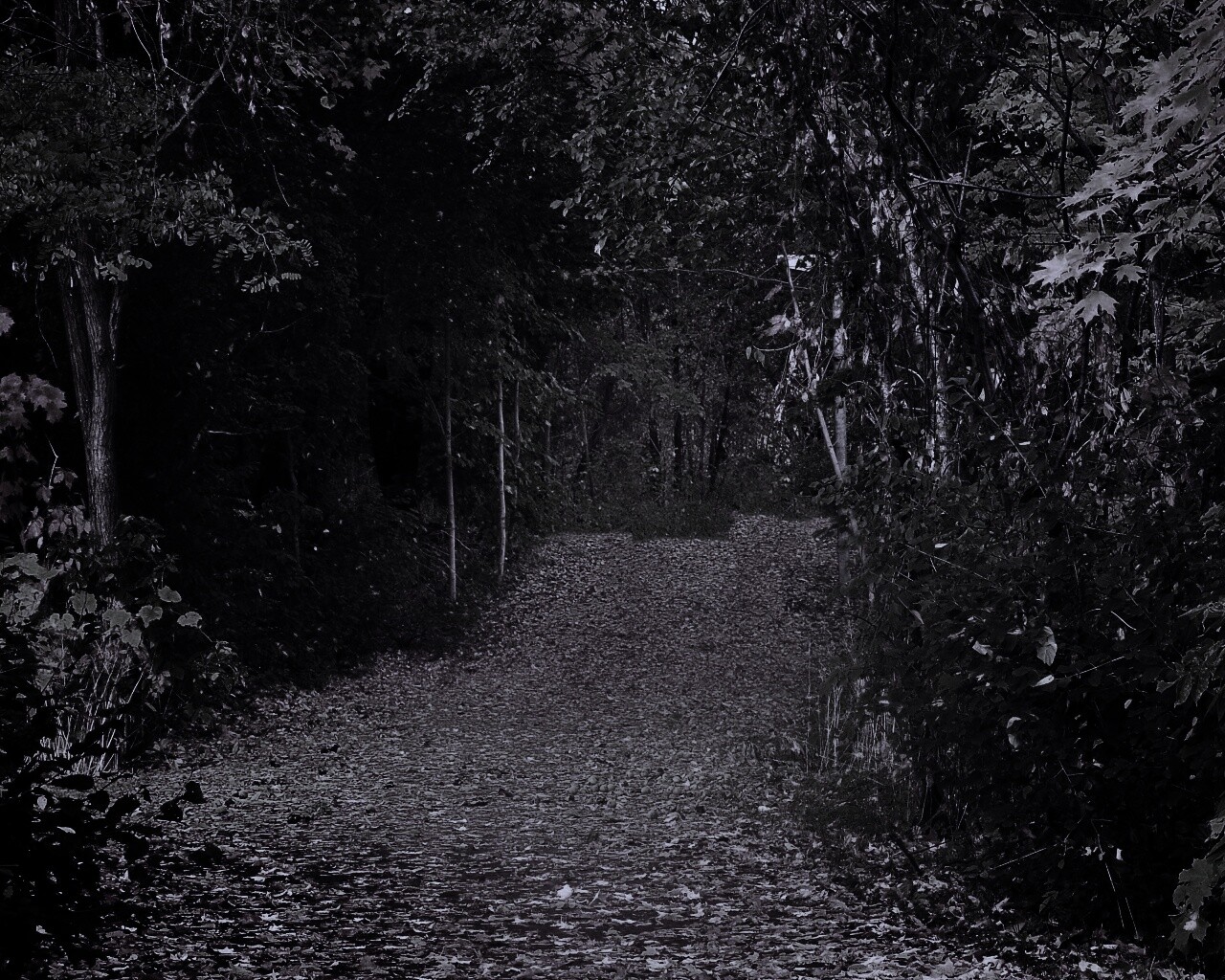 Дорожка в осеннем лесу обои