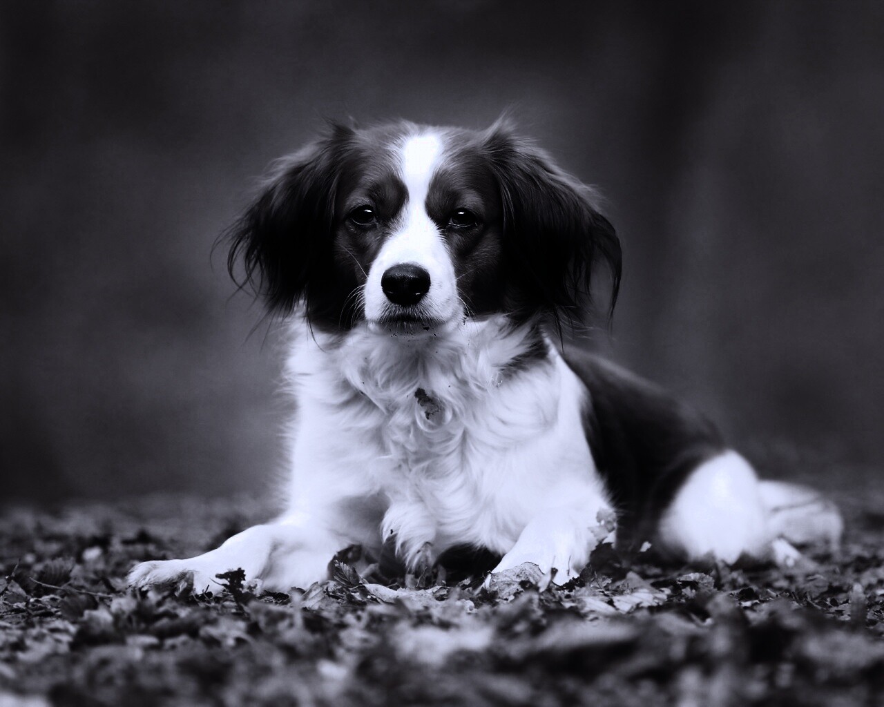 Собака на ковре из осенних листьев обои