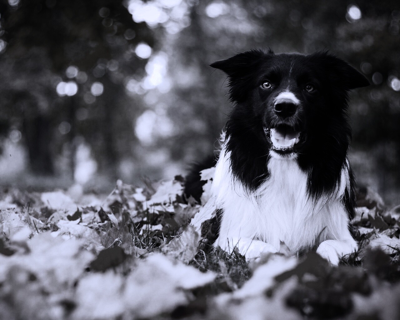 Пес среди листвы обои