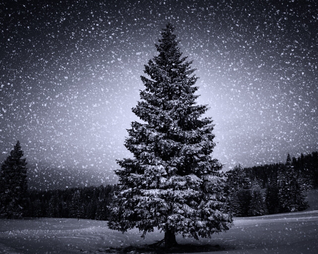 Ель в снегопад обои