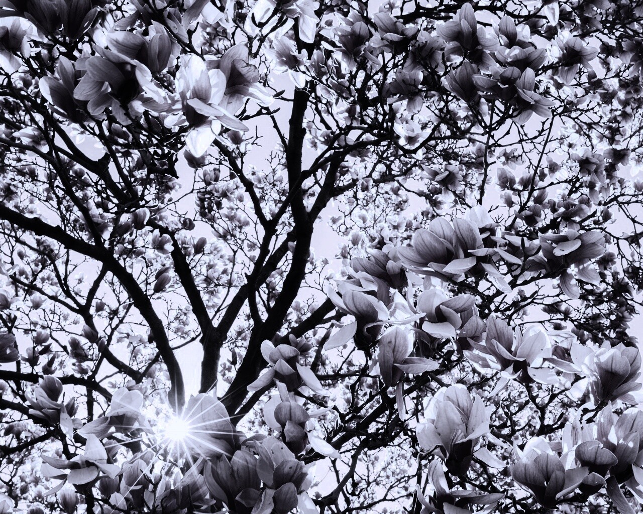 Магнолия обои