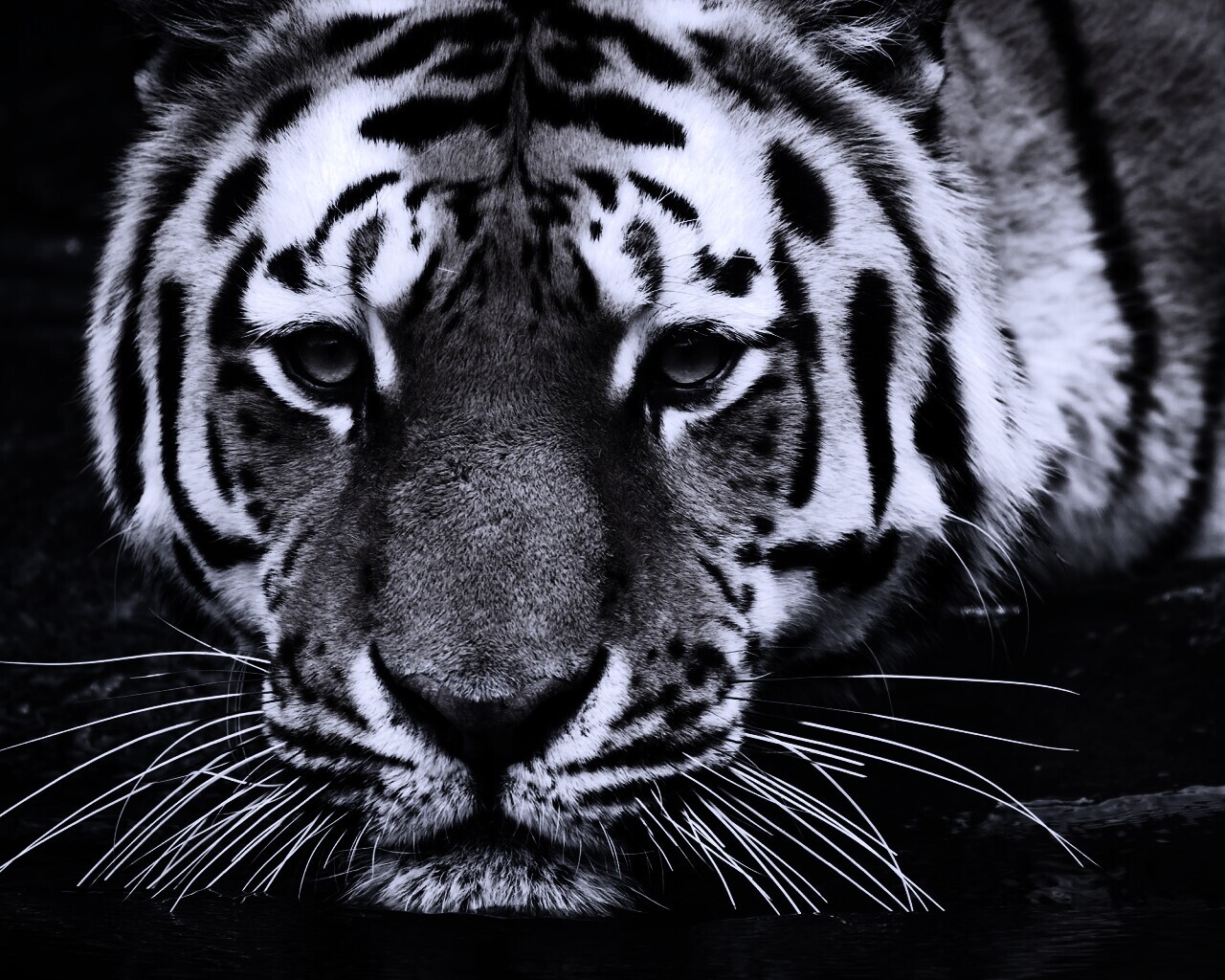 Купание тигра обои