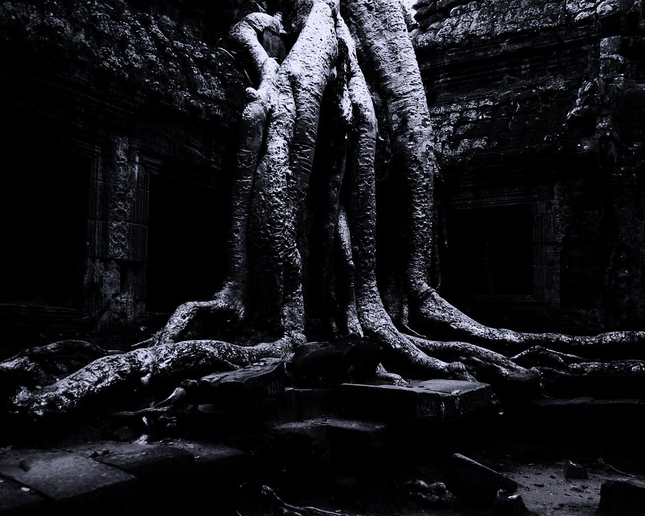 Мощные корни обои