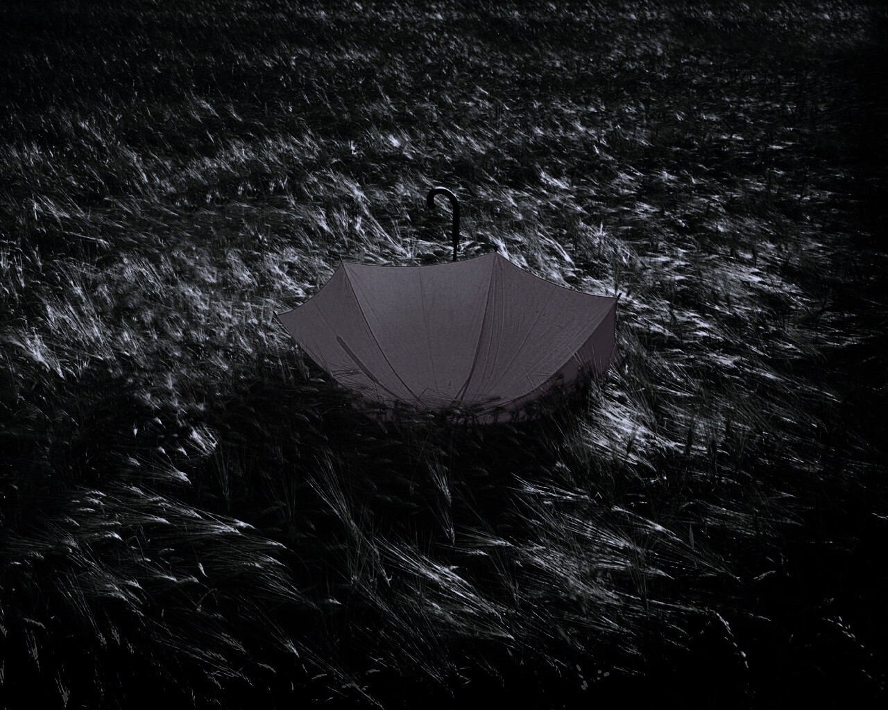 Зонт на траве обои